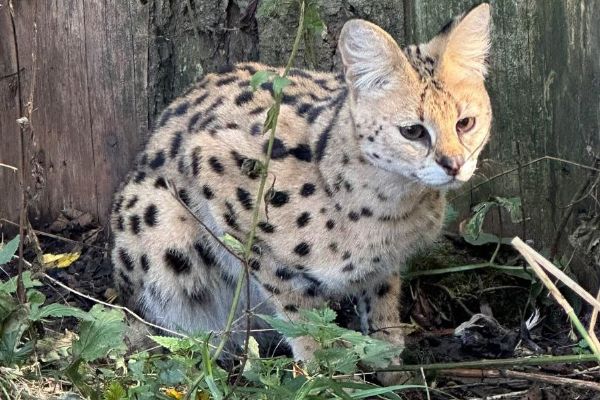 Serval Suri je zpět ve zookoutku u Vápovic. Po několika dnech ji našli poblíž Želetavy