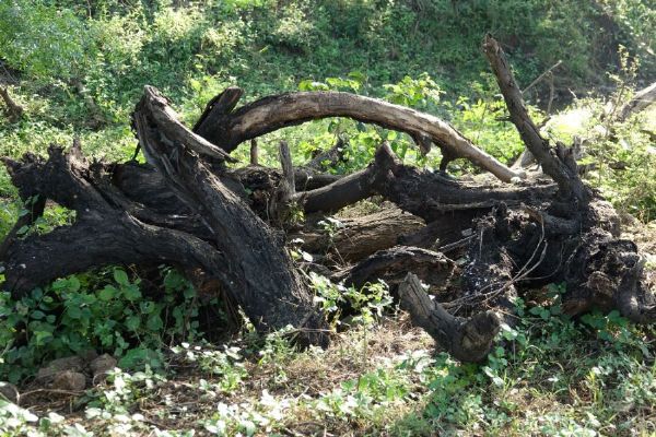 Lesy u Velké Bíteše se po kůrovcové kalamitě obnovily přirozeně. Zajímají odborníky z Česka i zahraničí
