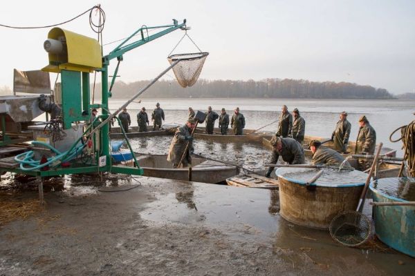Výlovy na Vysočině budou, ryb ale může být méně. Suché léto zbrzdilo jejich přírůstky