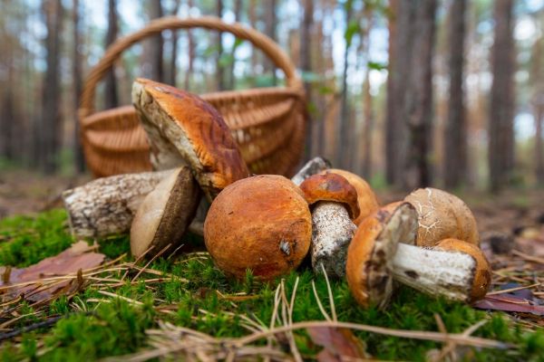 Houby na Vysočině míří do muzeí. Havlíčkův Brod vystavuje od 5. října, Jihlava nabídne poradnu
