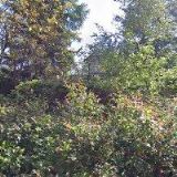 Müllerová Bohumíra - masérství a kosmetika