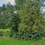 Čtvrtníková Ludmila,Ing.