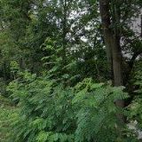 Červenka Jiří - AUTOSERVIS