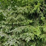 Korandová Petra,Bc.