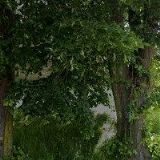 Plešmíd František