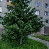 Snopek Lubomír - TASNO