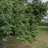 Krhounková Miroslava - kadeřnictví KARMEN