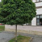 FITNESS BOLEVEC, spol. s r.o.