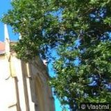 Kladrubské lesy, spol. s r.o.