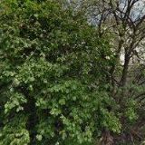 Toman Vladislav - SATO