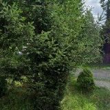 Molinek Jaroslav - OKRASNÉ ZAHRADNICTVÍ