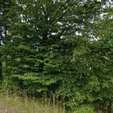 Zich Stanislav - GARMI