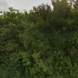 Majnerová Věra - PRODEJ