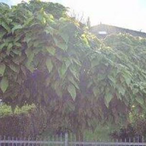 obrazek: avatar Škampa Josef