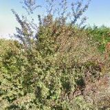 Slámová Anna - Kreslič.práce  ubyt.v soukromí 