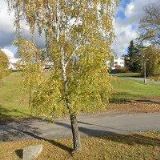 Obecní úřad Chocenice