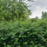 Danuše Čermáková