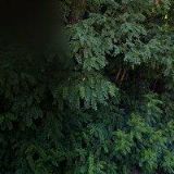 Jiří Fajc - klempíř