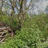 Miroslav Břicháček