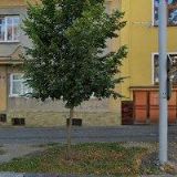 Růžena Kokošková