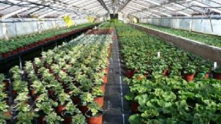 Zahradnictví & Akvária Lobkowicz