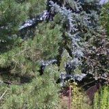 Lesní školka Medvíďata Plzeň