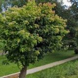 VACEK MARTIN-AUTOIMPORT