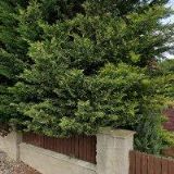 RACING, CRUISING, DIVING CLUB o.s.