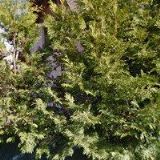 APARTMÁN LÍPA LIPNO