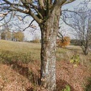 obrazek: avatar PENZION U FRAŇKŮ