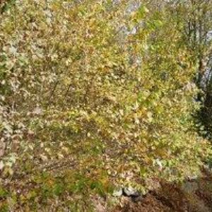 obrazek: avatar PENSION KORÁLEK