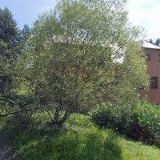 PACHERŮV MLÝN s.r.o.