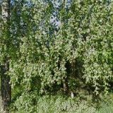 NĚVĚŘILOVÁ JANA Ing.