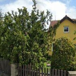 obrazek: avatar PIRÁT-PŮJČOVNA RAFTŮ A KANOÍ