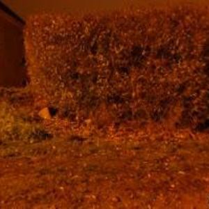 obrazek: avatar SÝBEK BOHUMIL