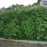 TOP ČOKOLÁDA-PEMI CHOCOLATE