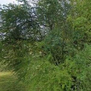 obrazek: avatar KŘOVINA s.r.o.