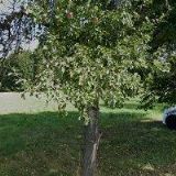 KOLÁŘ JAROSLAV-DÁRKY,DEKORACE