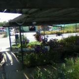 BOUŠE OKRASNÉ ZAHRADNICTVÍ