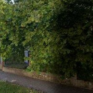 obrazek: avatar MARTINOVÁ VERONIKA