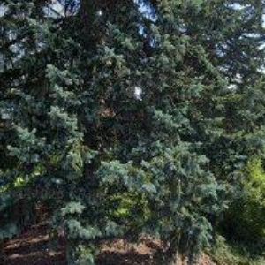 obrazek: avatar OBEC Kájov