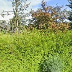 obrazek: avatar ROJKA KAREL