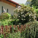 SLUNEČNICE ČESKÉ BUDĚJOVICE