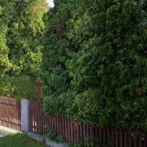 obrazek: avatar ŠONKA JAROSLAV MVDr.