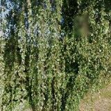 LOUTKÁŘSKÝ SOUBOR JISKRA