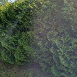 obrazek: avatar ZAHRADY-SLUŽBY.CZ