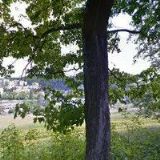 MĚSTSKÉ LESY VIMPERK s.r.o.