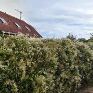 obrazek: avatar HÁVA TOMÁŠ