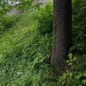 obrazek: avatar ŠTIČÍ LÍHEŇ-ESOX , spol. s r.o.