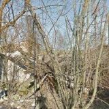 LESNÍ ŠKOLKA DOBEŠOV s.r.o.